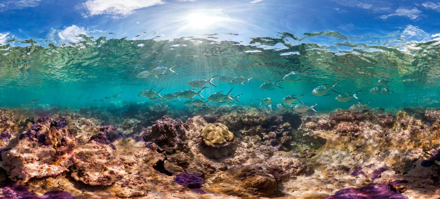科学支持完全&高度保护区»海洋保护协会半岛体彩官网app下载- 半岛综合
